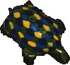 turtle, top view